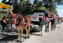 How Horse Carriages are the Solution for Horse Transportation in Cities Horse Carriages
