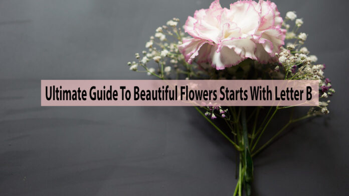 An Ultimate Guide To Beautiful Flowers That Starts With The Letter B