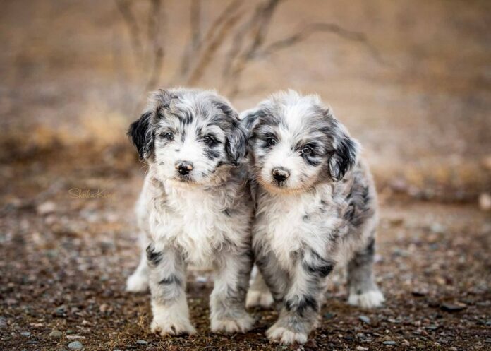 Aussiedoodle Puppies