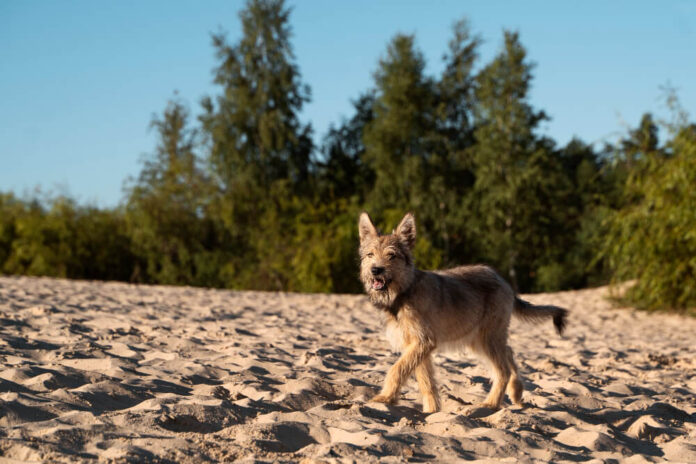 Sable German Shepherd