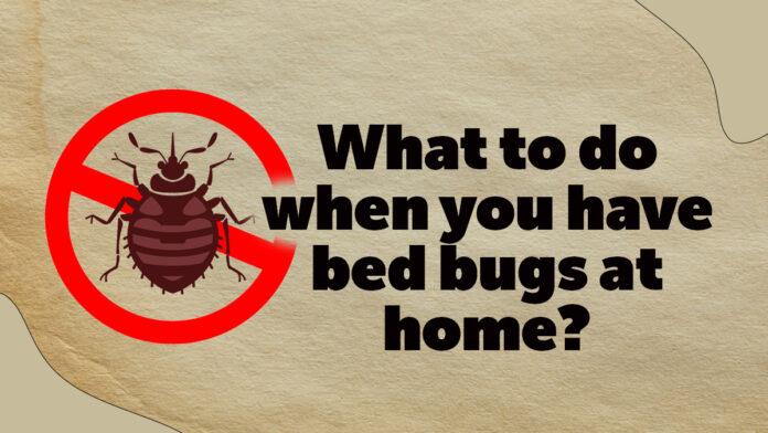 bed bugs at home