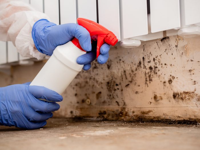 Your Nearby Seattle Mold Removal Team: Local Experts Ready to Help