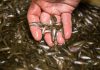 Unveiling Natures Wonders: Visiting the Salmon Hatchery in Juneau Salmon Hatchery