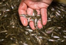 Unveiling Natures Wonders: Visiting the Salmon Hatchery in Juneau Salmon Hatchery