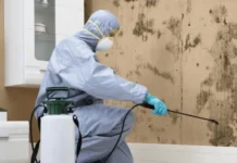 Understanding the Importance of Professional Black Mold Testing Black Mold Testing