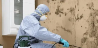 Understanding the Importance of Professional Black Mold Testing Black Mold Testing