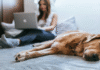 Is Pet Insurance Worth It? A Guide for Modern Pet Owners Pet insurance
