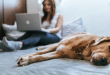 Is Pet Insurance Worth It? A Guide for Modern Pet Owners Pet insurance