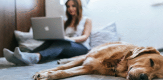 Is Pet Insurance Worth It? A Guide for Modern Pet Owners Pet insurance
